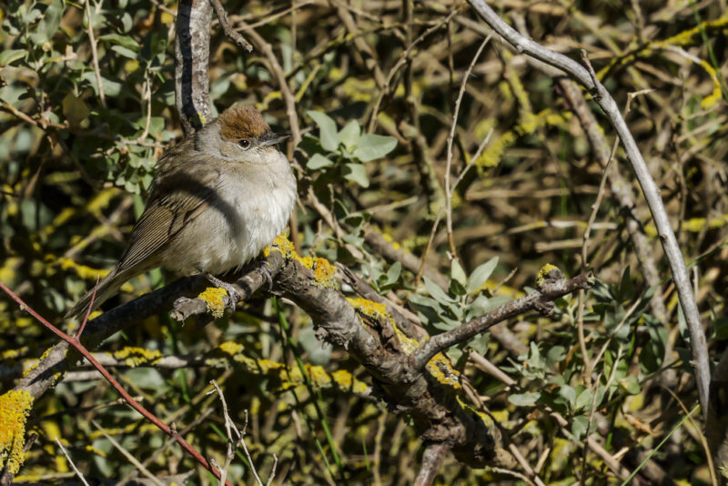Fauvette à tête noire femelle